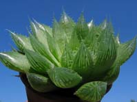 Haworthia cooperii