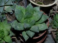 Haworthia cymbiformis