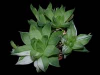 Haworthia cymbiformis cv. variegata