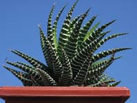 Haworthia fasciata