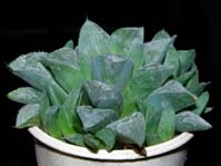 Haworthia retusa