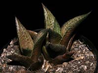 Haworthia venosa