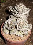 Kalanchoe tomentosa