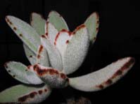 Kalanchoe tomentosa