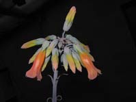 Kalanchoe tubiflora