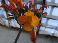 Kalanchoe tubiflora