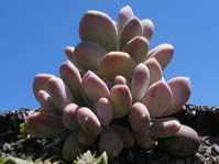 Pachyphytum bracteosum