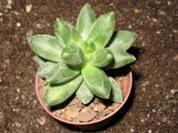 Pachyphytum compactum