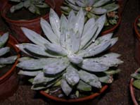 Pachyphytum hookerii