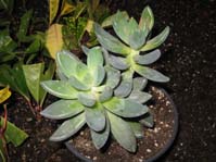 Pachyphytum sp.