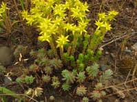 Sedum acre