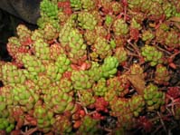 Sedum album