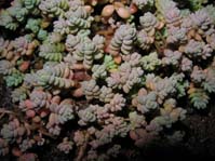 Sedum dasyphyllum