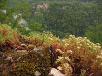 Sedum pallidum