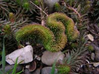 Sedum reflexum f. cristata