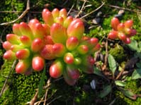 Sedum rubronctitum