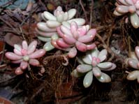 Sedum rubronctitum cv. Aurora