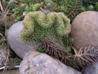 Sedum rupestre glaucum f. cristata