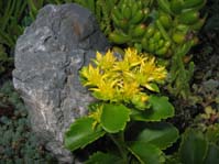 Sedum selskianum