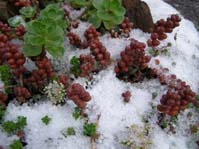 Sedum stahlii