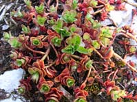 Sedum stoloniferum