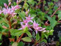 Sedum stoloniferum