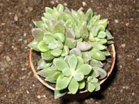 Sinocrassula densirosulata