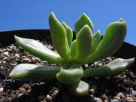 Sinocrassula densirosulata