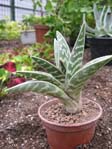 Aloe variegata