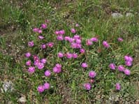 Delosperma cooperii