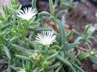 Delosperma ssp.