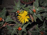 Faucaria tuberculosa