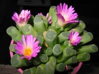 Frithia pulchra