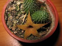 Huernia pillansii