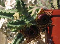 Huernia zebrina