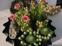 Sempervivum arachnoideum