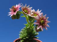 Sempervivum arachnoideum