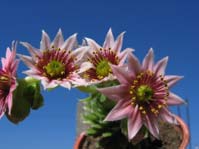 Sempervivum arachnoideum