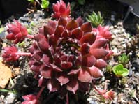 Sempervivum arachnoideum