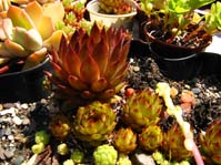 Sempervivum hybr