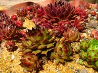 Sempervivum hybr