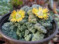 Titanopsis calcarea