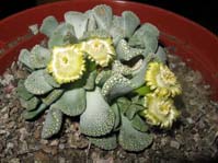 Titanopsis fulleri